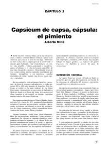 Capsicum de capsa, cápsula: el pimiento