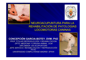 neuroacupuntura para la rehabilitación de patologias locomotoras