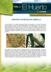 Boletín nº 98. Control de mildiu en cebolla