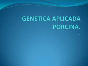 GENETICA APLICADA PORCINA.