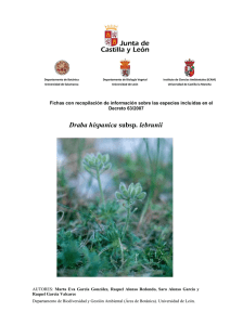 Draba hispanica subsp. lebrunii P. Monts.