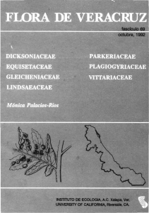 Equisetaceae