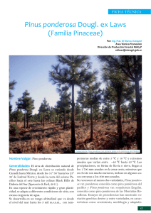 Pinus ponderosa Dougl. ex Laws Familia Pinaceae
