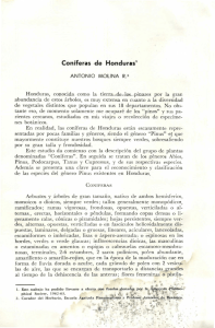 Coníferas de Honduras1 - Biblioteca Digital Zamorano