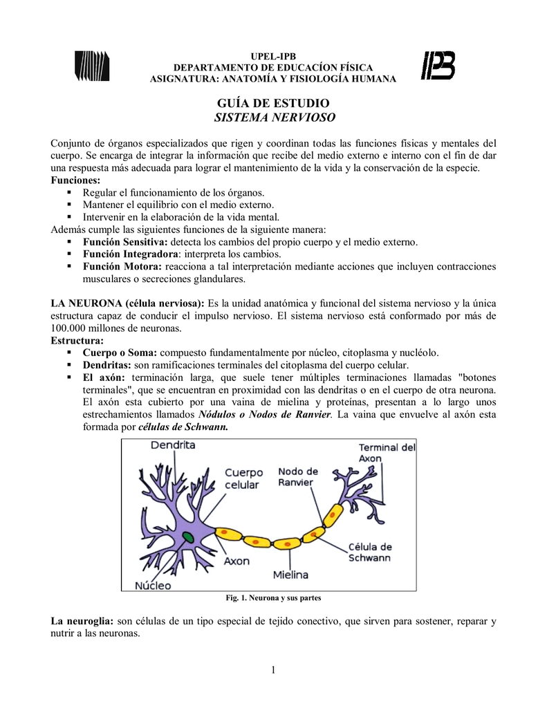 SISTEMA NERVIOSO