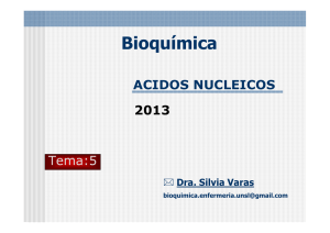 Tema 5-ACIDOS NUCLEICOS Clase 2013