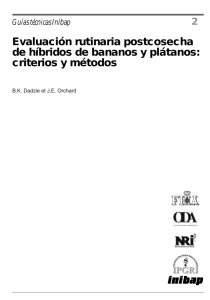 Evaluación rutinaria postcosecha de híbridos de bananos y plátanos