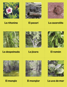 Lotería ecológica Yucateca: Barajas