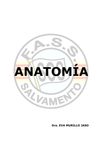 Anatomía Curso SOS (Dra. Eva Murillo Jaso)