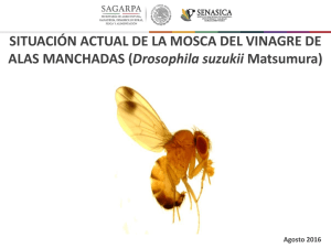 programa de manejo fitosanitario de la mosca del vinagre