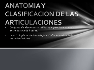 ANATOMIA Y CLASIFICACION DE LAS ARTICULACIONES