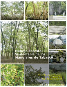 Manejo forestal sustentable de los manglares de Tabasco