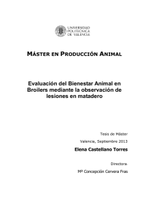 Evaluación del Bienestar Animal en Broilers mediante la