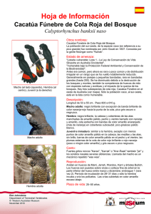 Information Sheet - Forest Red-tailed Black