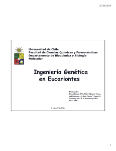 Ingeniería Genética g en Eucariontes - U
