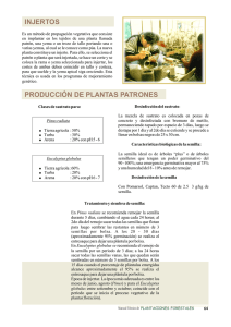 INJERTOS PRODUCCIÓN DE PLANTAS PATRONES