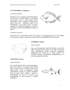 Peces marinos en Nicaragua (PDF, 53 Páginas, 3099 KB)