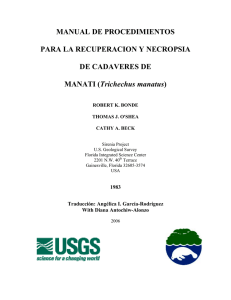 Trichechus manatus - Centro de Conservación de Manatíes de