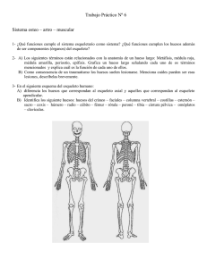 Trabajo Práctico Nº 6 Sistema osteo – artro – muscular