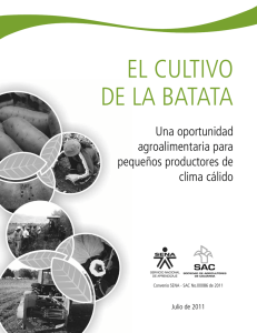 el cultivo de la batata - Sociedad de Agricultores de Colombia