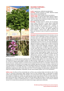 bauhinia purpurea l. - Árboles ornamentales