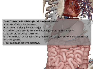 Teama 3.-Anatomía y fisiología del sistema digestivo