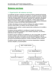 Sistema nervioso - ies conselleria