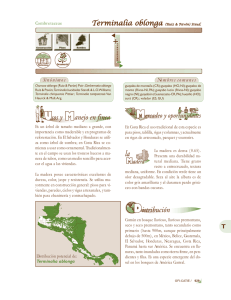 terminalia oblonga.pmd - Árboles de Centroamérica project