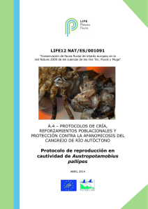 Protocolo de reproducción en cautividad de Austropotamobius