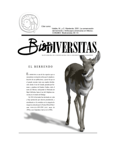 el berrendo - Biodiversidad Mexicana