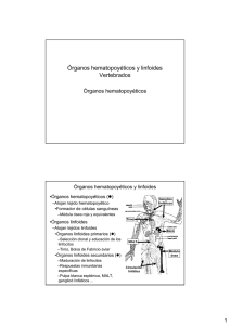 Organos Hematopoyeticos y linfoides_ I: tejido hematopoyético