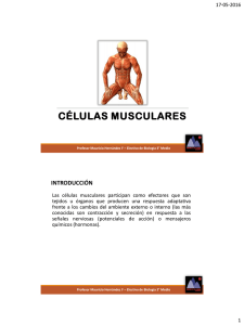 3°E – C12 Células musculares