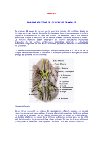 Medicina - Nervios Craneales