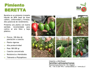 Pimiento BERETTA - SLA | Semillas Latinoamericanas SA