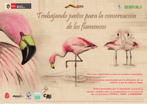 Afiche sobre Flamencos - Ministerio del Ambiente