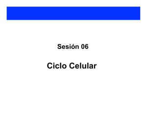Ciclo Celular - Universidad de Costa Rica
