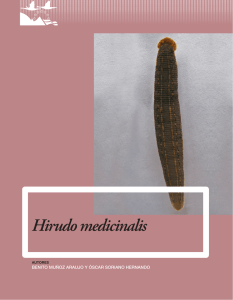 Hirudo medicinalis - Ministerio de Agricultura, Alimentación y Medio