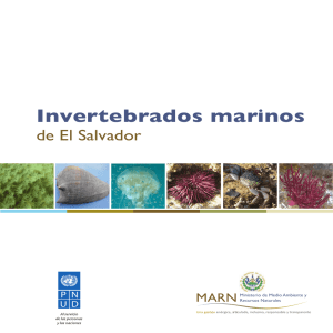 Invertebrados marinos