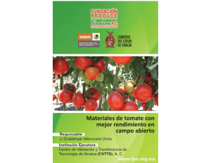 Materiales de tomate con mejor rendimiento en campo abierto