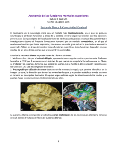 Clase Neuroanatomía – Sustancia Blanca Cerebral