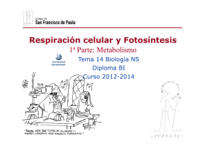 GTP_T14.Respiración celular y Fotosíntesis \(1ªParte_Metabolismo