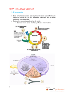 tema 12. el ciclo celular.
