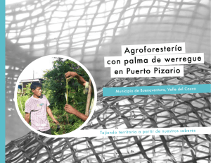 Agroforestería con palma de werregue en Puerto Pizario