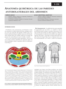 Anatomía quirúrgica de las paredes anterolaterales del abdomen.