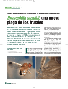 Drosophila suzukii, una nueva plaga de los frutales