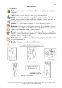 Amaranthaceae - Hipertextos del Área de la Biología