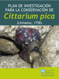 Plan de investigación para la conservación de Cittarium pica