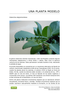 una planta modelo - BioTecnologia