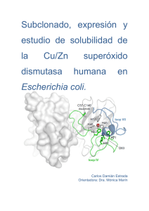 Subclonado, expresión y estudio de solubilidad de la Cu/Zn
