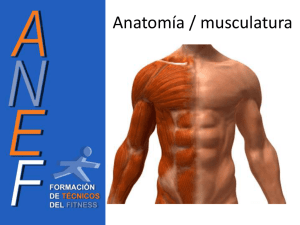 Presentacion Anatomia - Miguel Angel (Nov`12)